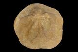 Miocene Fossil Echinoid (Clypeaster) - Taza, Morocco #174364-3